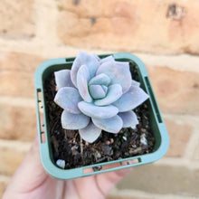 Load image into Gallery viewer, Echeveria Pink Laui - 66mm
