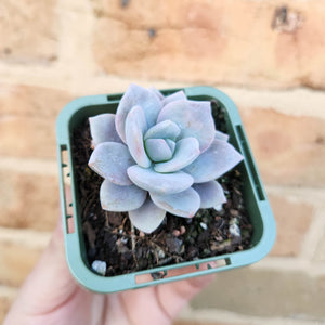 Echeveria Pink Laui - 66mm