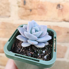 Load image into Gallery viewer, Echeveria Pink Laui - 66mm

