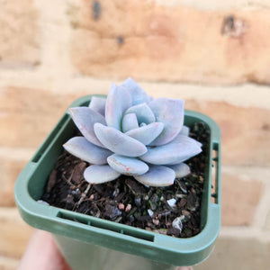 Echeveria Pink Laui - 66mm