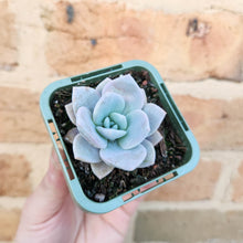 Load image into Gallery viewer, Echeveria Pink Laui - 66mm
