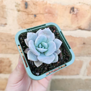 Echeveria Pink Laui - 66mm