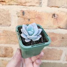 Load image into Gallery viewer, Echeveria Pink Laui - 66mm
