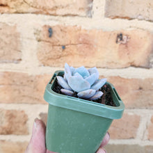 Load image into Gallery viewer, Echeveria Pink Laui - 66mm
