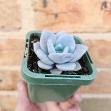 Load image into Gallery viewer, Echeveria Pink Laui - 66mm
