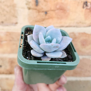 Echeveria Pink Laui - 66mm