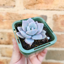 Load image into Gallery viewer, Echeveria Pink Laui - 66mm
