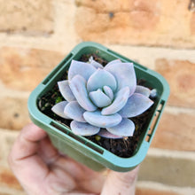 Load image into Gallery viewer, Echeveria Pink Laui - 66mm
