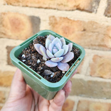 Load image into Gallery viewer, Echeveria Pink Laui - 66mm
