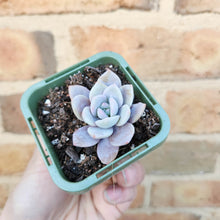 Load image into Gallery viewer, Echeveria Pink Laui - 66mm
