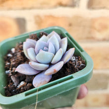 Load image into Gallery viewer, Echeveria Pink Laui - 66mm
