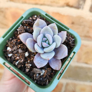 Echeveria Pink Laui - 66mm