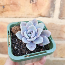 Load image into Gallery viewer, Echeveria Pink Laui - 66mm
