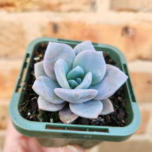 Load image into Gallery viewer, Echeveria Pink Laui - 66mm
