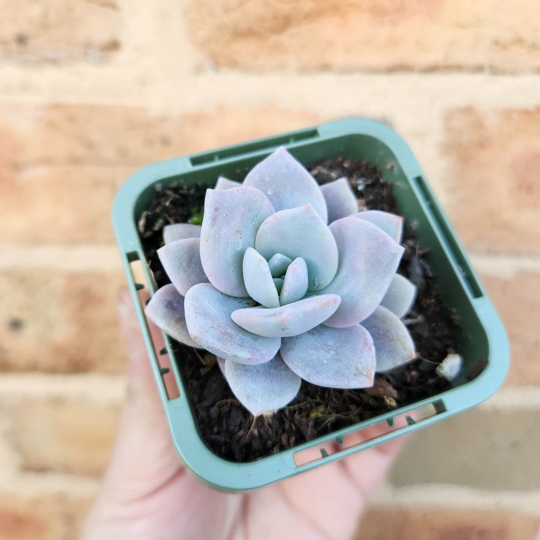 Echeveria Pink Laui - 66mm