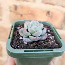 Load image into Gallery viewer, Echeveria Queen Zhen - 66mm
