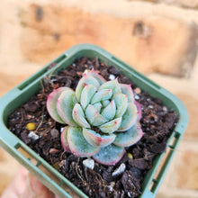 Load image into Gallery viewer, Echeveria Queen Zhen - 66mm
