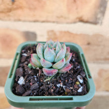 Load image into Gallery viewer, Echeveria Queen Zhen - 66mm
