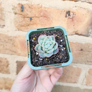 Echeveria Queen Zhen - 66mm