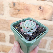 Load image into Gallery viewer, Echeveria Queen Zhen - 66mm
