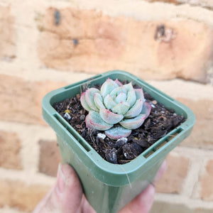 Echeveria Queen Zhen - 66mm