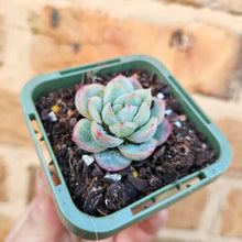 Load image into Gallery viewer, Echeveria Queen Zhen - 66mm
