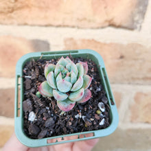 Load image into Gallery viewer, Echeveria Queen Zhen - 66mm
