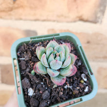 Load image into Gallery viewer, Echeveria Queen Zhen - 66mm
