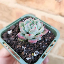 Load image into Gallery viewer, Echeveria Queen Zhen - 66mm
