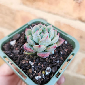 Echeveria Queen Zhen - 66mm