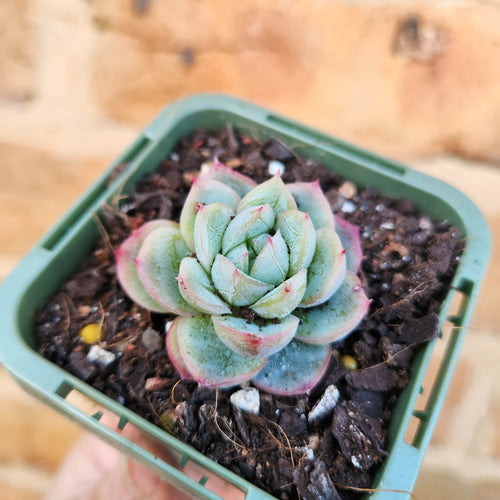 Echeveria Queen Zhen - 66mm