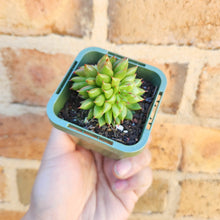 Load image into Gallery viewer, Echeveria Rain Star - 66mm
