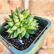 Load image into Gallery viewer, Echeveria Rain Star - 66mm
