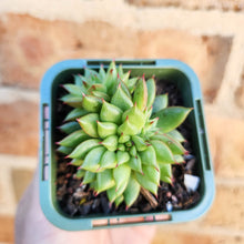 Load image into Gallery viewer, Echeveria Rain Star - 66mm
