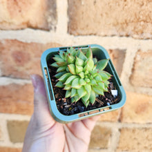 Load image into Gallery viewer, Echeveria Rain Star - 66mm
