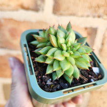Load image into Gallery viewer, Echeveria Rain Star - 66mm
