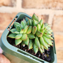 Load image into Gallery viewer, Echeveria Rain Star - 66mm
