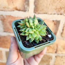 Load image into Gallery viewer, Echeveria Rain Star - 66mm
