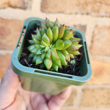 Load image into Gallery viewer, Echeveria Rain Star - 66mm
