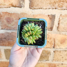 Load image into Gallery viewer, Echeveria Rain Star - 66mm
