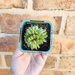 Echeveria Rain Star - 66mm
