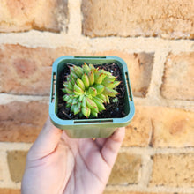 Load image into Gallery viewer, Echeveria Rain Star - 66mm
