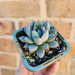 Echeveria Shanghai Lady - 66mm