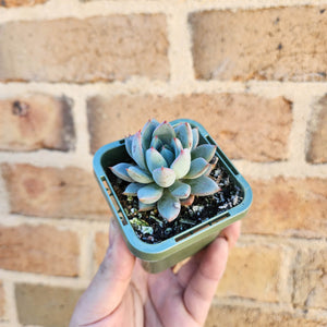 Echeveria Shanghai Lady - 66mm