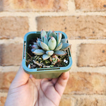 Load image into Gallery viewer, Echeveria Shanghai Lady - 66mm
