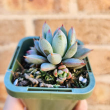 Load image into Gallery viewer, Echeveria Shanghai Lady - 66mm

