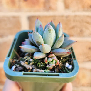 Echeveria Shanghai Lady - 66mm