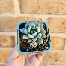 Load image into Gallery viewer, Echeveria Shanghai Lady - 66mm
