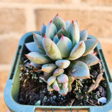 Load image into Gallery viewer, Echeveria Shanghai Lady - 66mm
