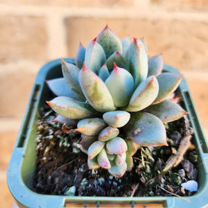 Echeveria Shanghai Lady - 66mm